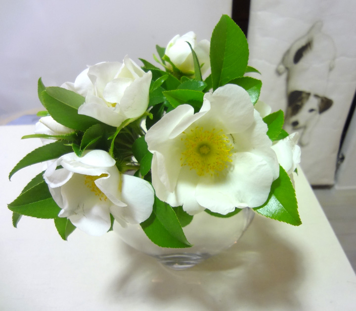 http://syuna-bani.net/blog/140428_flower.jpg