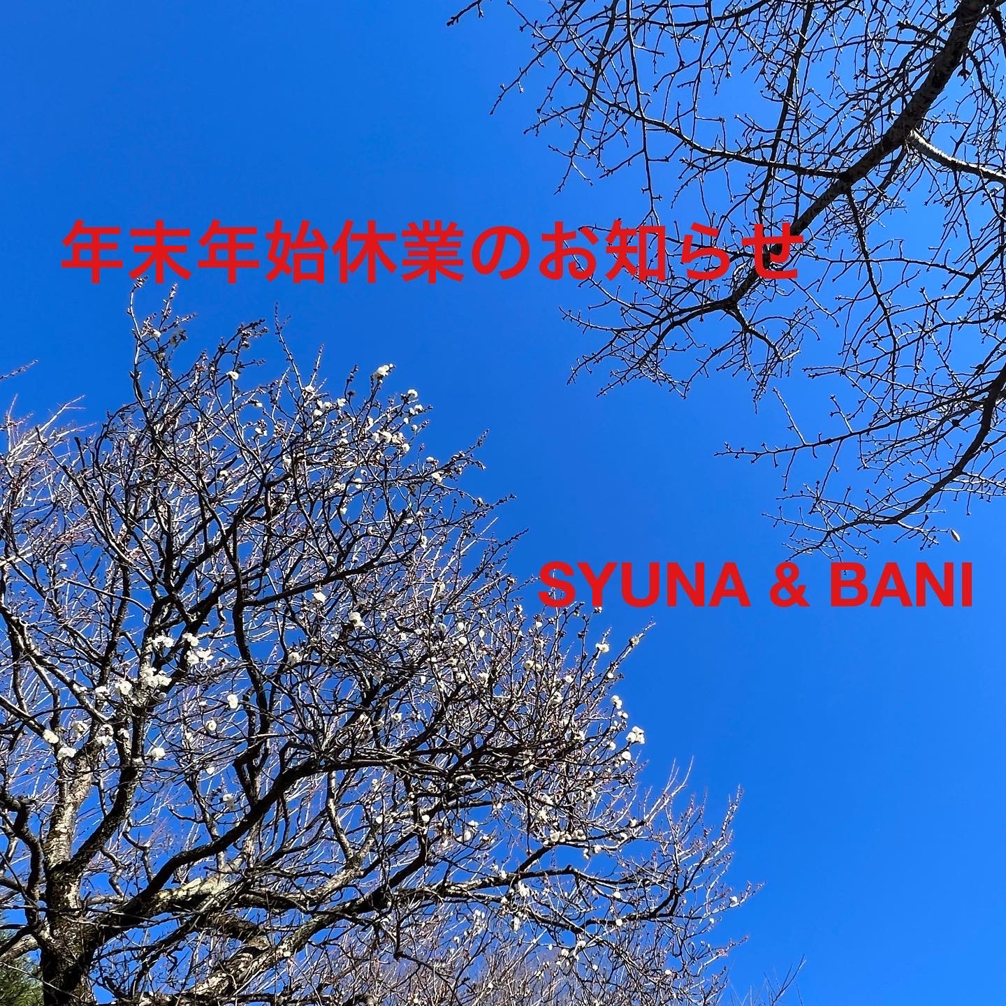 http://syuna-bani.net/blog/40AC4DE5-73D0-4E45-834B-6E2DC18FB268.JPG