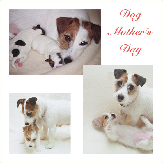 dog-mother's-day2.jpg