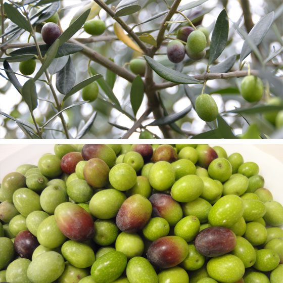 olive5.jpg